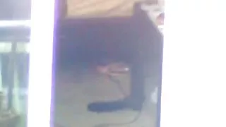 লম্পট বেশ্যা নিনা এক ...